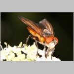 Phasia hemiptera - Raupenfliege m20.jpg